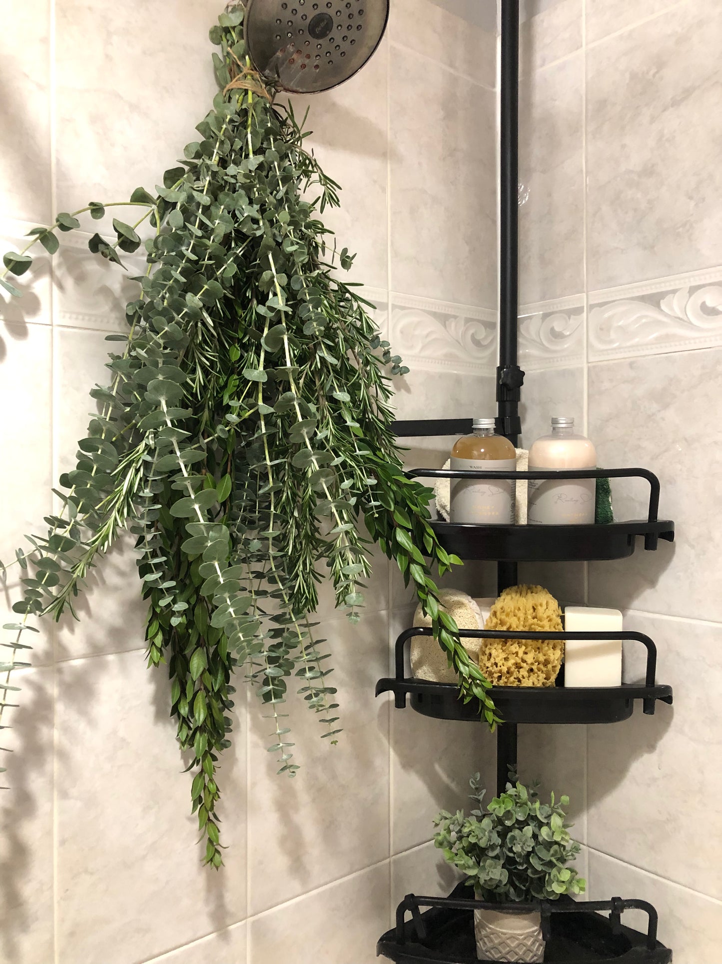 eucalyptus plant indoor shower Eucalyptus Shower – Rooting Soul